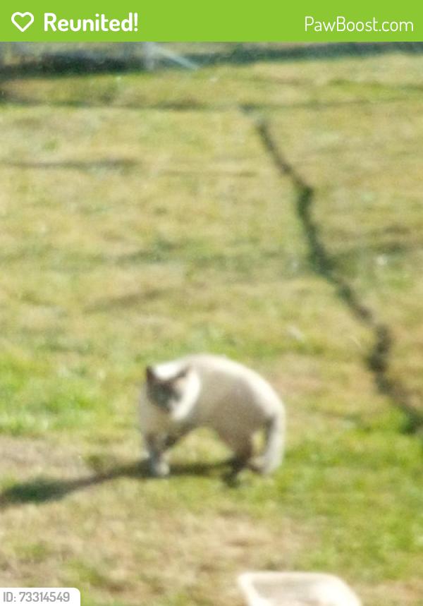 Reunited Male Cat last seen Millbrook Road and Fairdale Road, Philadelphia, PA 19154