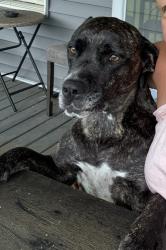Reunited Female Dog last seen Davis station road, running into woods, Upper Freehold, NJ 08514