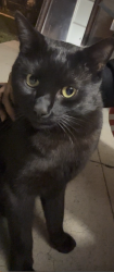 Lost Male Cat last seen W. Pico Boulevard and W. Olympic Boulevard, specifically sitting between 13th Street and W. Pico Boulevard on 4th Avenue in the Arlington Heights / Country Club Park area., Los Angeles, CA 90019