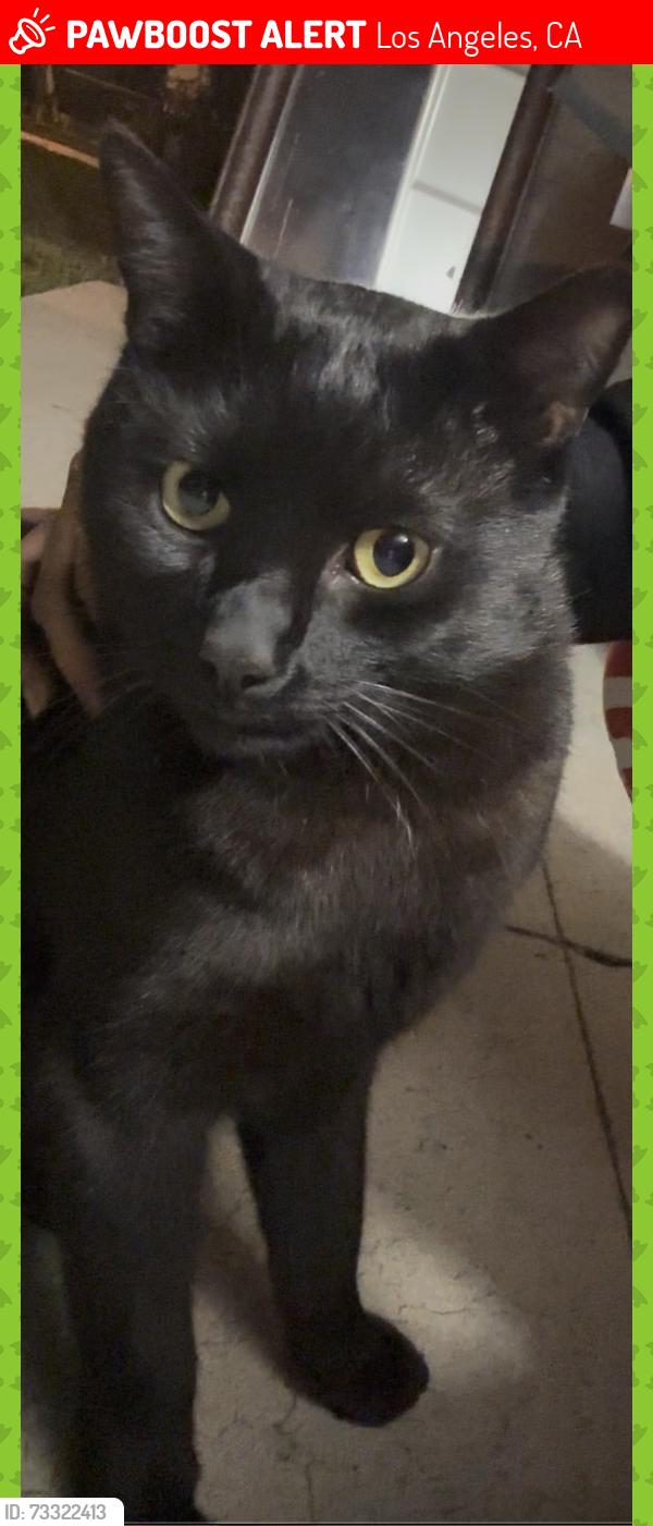Lost Male Cat last seen W. Pico Boulevard and W. Olympic Boulevard, specifically sitting between 13th Street and W. Pico Boulevard on 4th Avenue in the Arlington Heights / Country Club Park area., Los Angeles, CA 90019