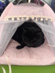 Lost Female Cat last seen Near Ave & 266th Street, Maple Valley, WA 98042