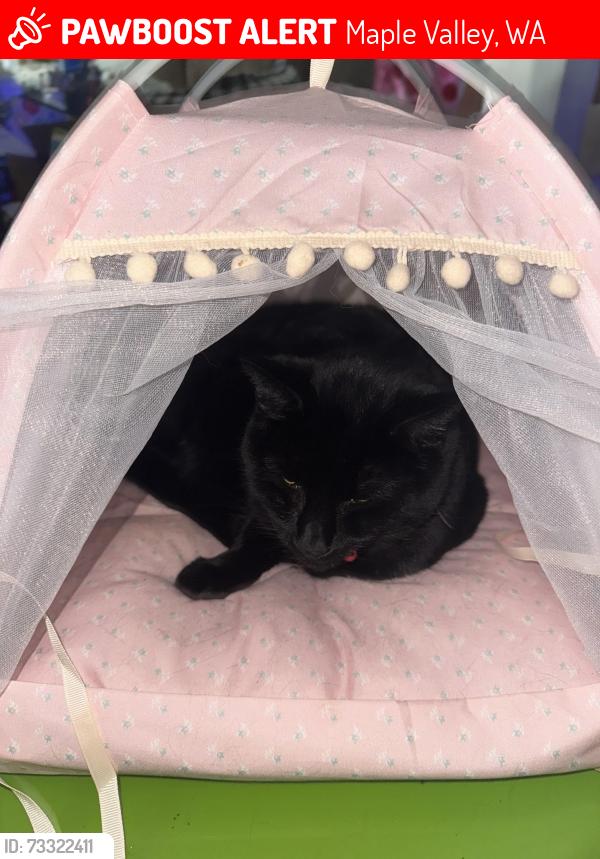 Lost Female Cat last seen Near Ave & 266th Street, Maple Valley, WA 98042