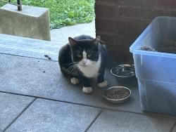 Found/Stray Male Cat last seen Hobart St next to Davis Park. UPDATE! Cat last seen on 8/30., Pittsburgh, PA 15217