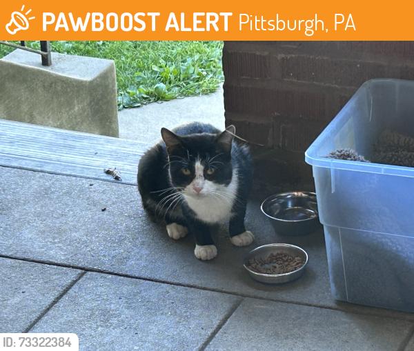 Found/Stray Male Cat last seen Hobart St next to Davis Park. UPDATE! Cat last seen on 8/30., Pittsburgh, PA 15217