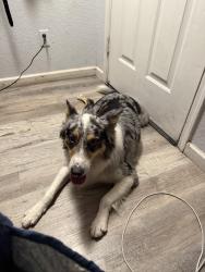 Reunited Male Dog last seen 44th ave and northern, Phoenix, AZ 85051
