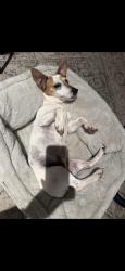Reunited Male Dog last seen Near N Towne Ave, Pomona, CA 91767, USA, Pomona, CA 91767