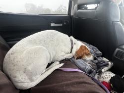 Lost Female Dog last seen Southbend Blvd, Port St. Lucie, FL 34984