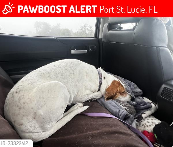 Lost Female Dog last seen Southbend Blvd, Port St. Lucie, FL 34984