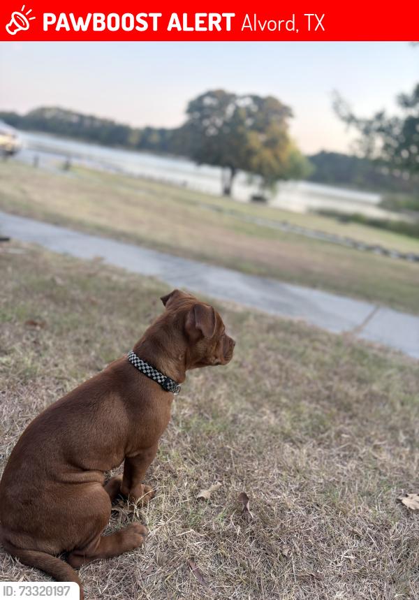 Lost Male Dog last seen Black creek lake alvord tx, Alvord, TX 76225