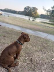 Lost Male Dog last seen Black creek lake alvord tx, Alvord, TX 76225