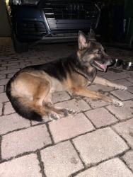 Found/Stray Male Dog last seen Nw 118th st & nw 5th ave, Miami, FL 33168