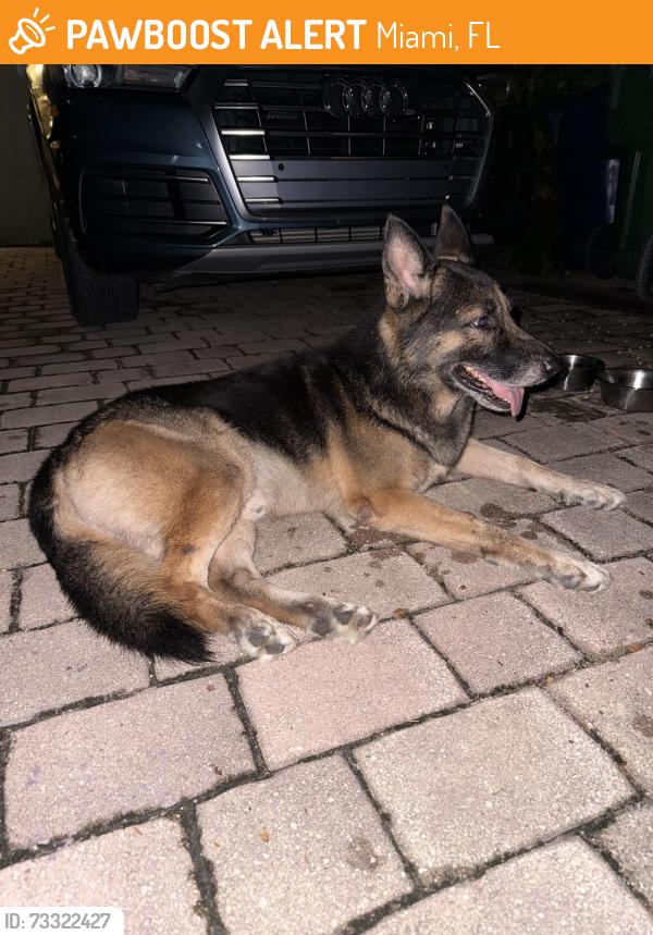 Found/Stray Male Dog last seen Nw 118th st & nw 5th ave, Miami, FL 33168
