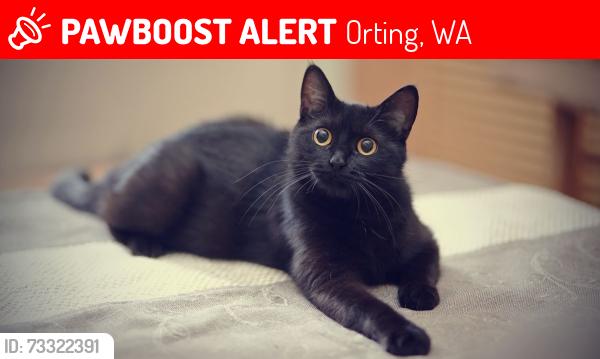 Lost Female Cat last seen Orting, WA, Orting, WA 98360