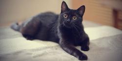 Lost Female Cat last seen Orting, WA, Orting, WA 98360