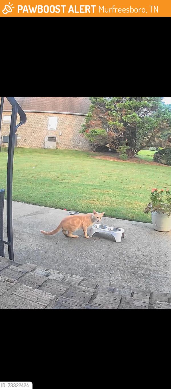 Found/Stray Unknown Cat last seen Valley View neighborhood, Murfreesboro, TN 37128
