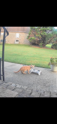 Found/Stray Unknown Cat last seen Valley View neighborhood, Murfreesboro, TN 37128