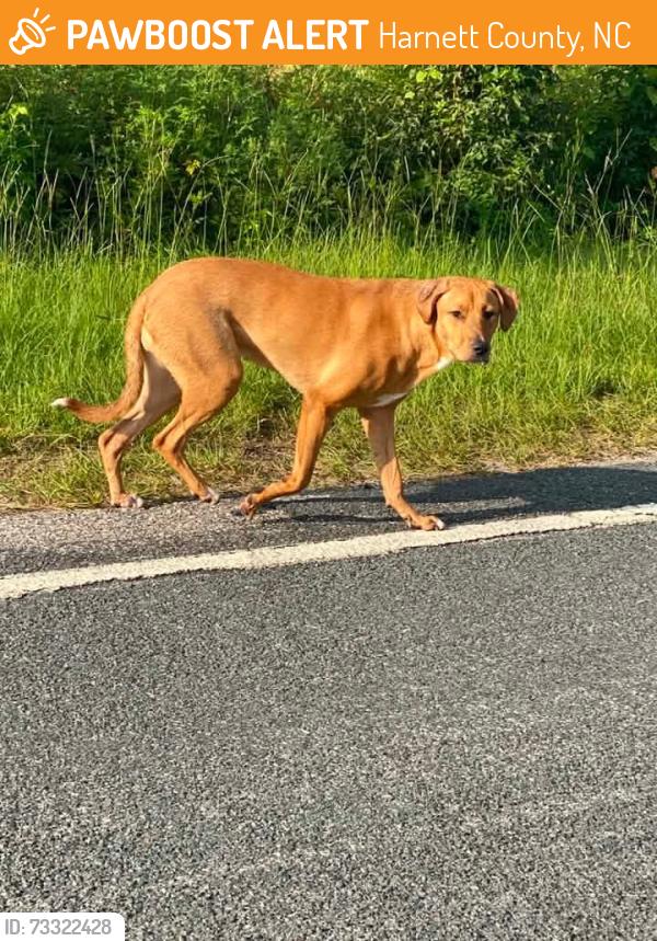 Found/Stray Female Dog last seen Elliot Bridge Road, Harnett County, NC 27546