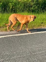 Found/Stray Female Dog last seen Elliot Bridge Road, Harnett County, NC 27546