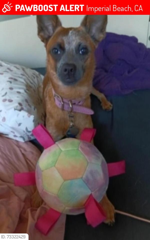 Lost Female Dog last seen Imperial Beach, Imperial Beach, CA 91932