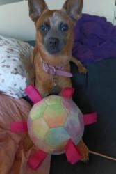 Lost Female Dog last seen Imperial Beach, Imperial Beach, CA 91932