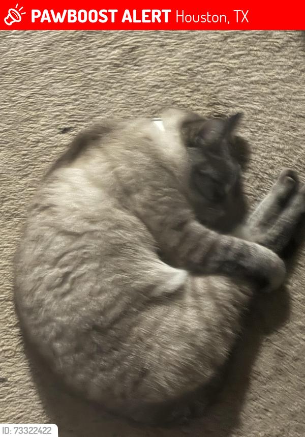 Lost Female Cat last seen Near view pointe lane Houston, TX, 77034, Houston, TX 77034