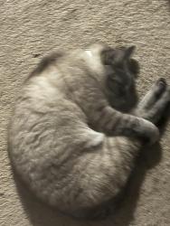 Lost Female Cat last seen Near view pointe lane Houston, TX, 77034, Houston, TX 77034