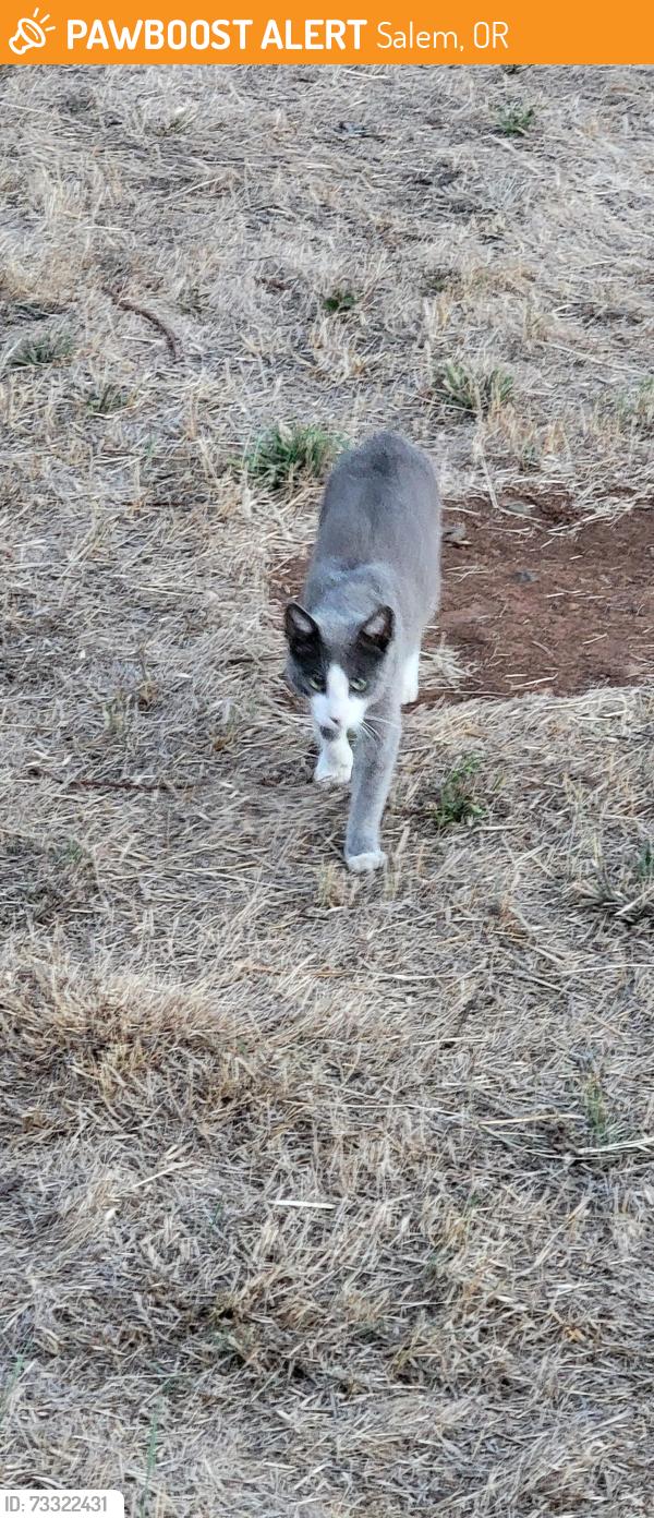 Found/Stray Male Cat last seen Battle Creek, Salem, OR 97317