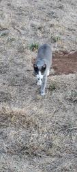 Found/Stray Male Cat last seen Battle Creek, Salem, OR 97317
