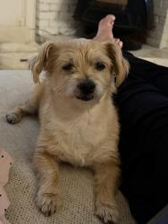 Reunited Female Dog last seen McKinney st, Arlington, TX 76012