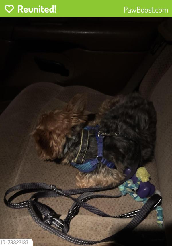 Reunited Male Dog last seen Market st n 13 th s, Harrisburg, PA 17103