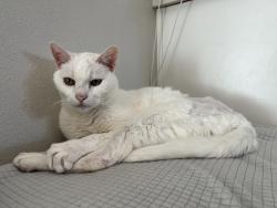 Lost Male Cat last seen Fonthill and 227th St, Torrance, CA 90501