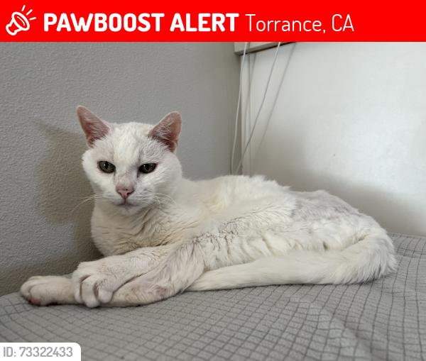 Lost Male Cat last seen Fonthill and 227th St, Torrance, CA 90501