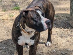 Lost Male Dog last seen Bacle Rd, Longview, TX 75605