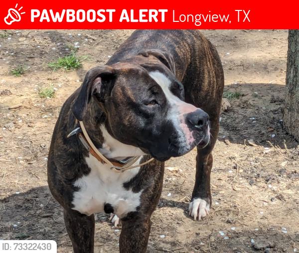 Lost Male Dog last seen Bacle Rd, Longview, TX 75605
