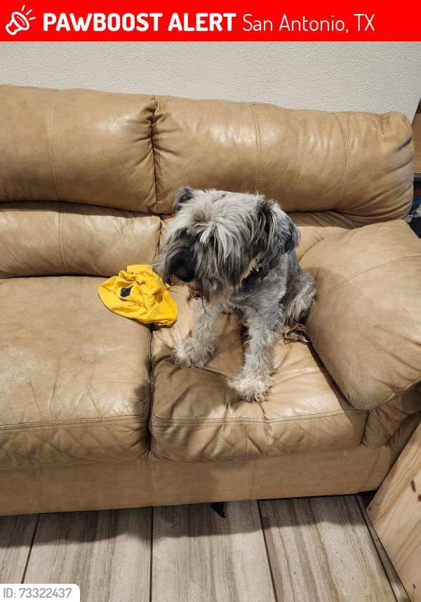 Lost Male Dog last seen Walzem and new world, San Antonio, TX 78239