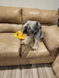 Lost Male Dog last seen Walzem and new world, San Antonio, TX 78239