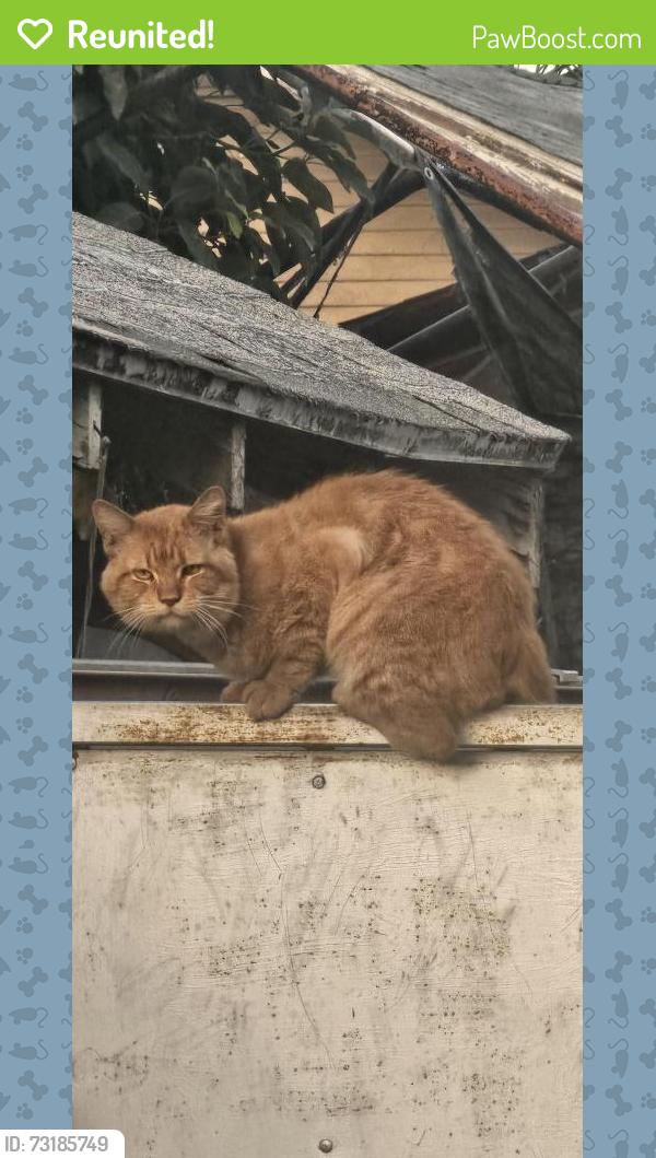 Reunited Male Cat last seen Myrtle and garnsey, Santa Ana, CA 92701