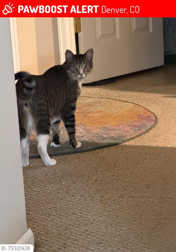 Lost Male Cat last seen E 45th Ave & Dumas Ct, Denver, CO, Denver, CO 80239