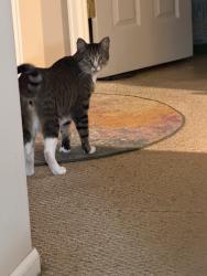 Lost Male Cat last seen E 45th Ave & Dumas Ct, Denver, CO, Denver, CO 80239