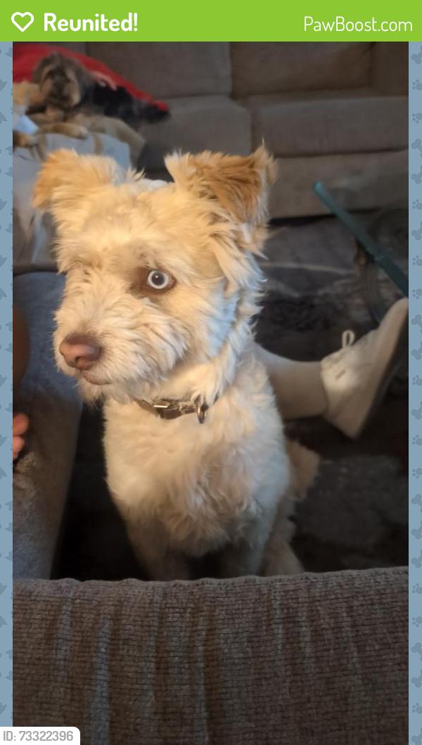 Reunited Male Dog last seen S Fort Apache Rd & W Twain Ave, Spring Valley, NV 89147, USA, Spring Valley, NV 89147