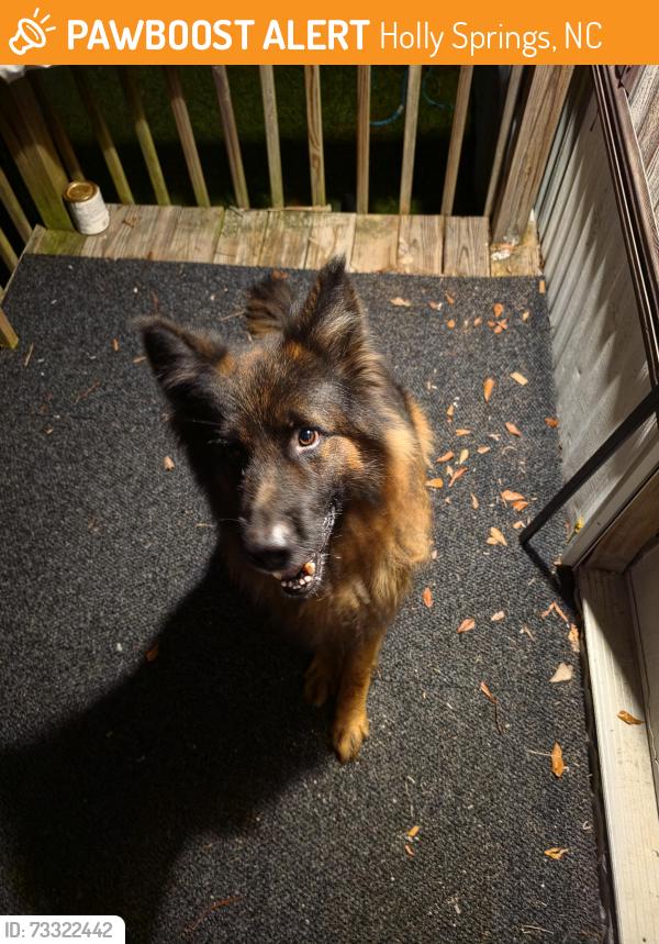 Found/Stray Unknown Dog last seen Austin ct, Holly Springs, NC 27540