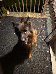 Found/Stray Unknown Dog last seen Austin ct, Holly Springs, NC 27540