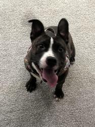 Lost Female Dog last seen Villa green ct, Raleigh, NC 27612