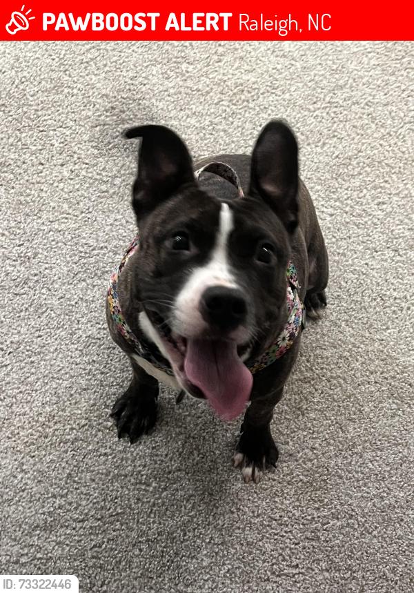 Lost Female Dog last seen Villa green ct, Raleigh, NC 27612