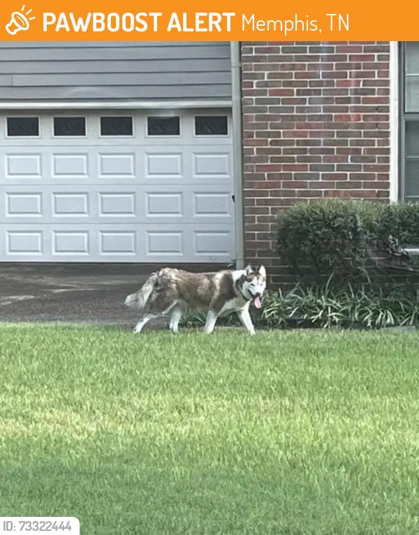 Found/Stray Unknown Dog last seen Amersham and Five Colonies, Memphis, TN 38119