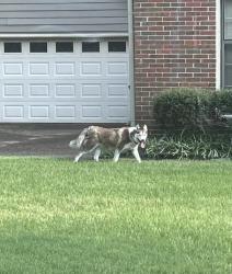 Found/Stray Unknown Dog last seen Amersham and Five Colonies, Memphis, TN 38119
