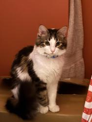 Reunited Female Cat last seen Appledowre way ,brander mill dr, Germantown, MD 20876
