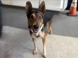 Shelter Stray Male Dog last seen , 3201 Lacy St, Los Angeles, CA 90031, USA