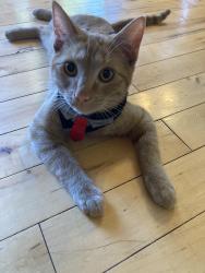 Lost Male Cat last seen locust Grove and overland, Meridian, ID 83642