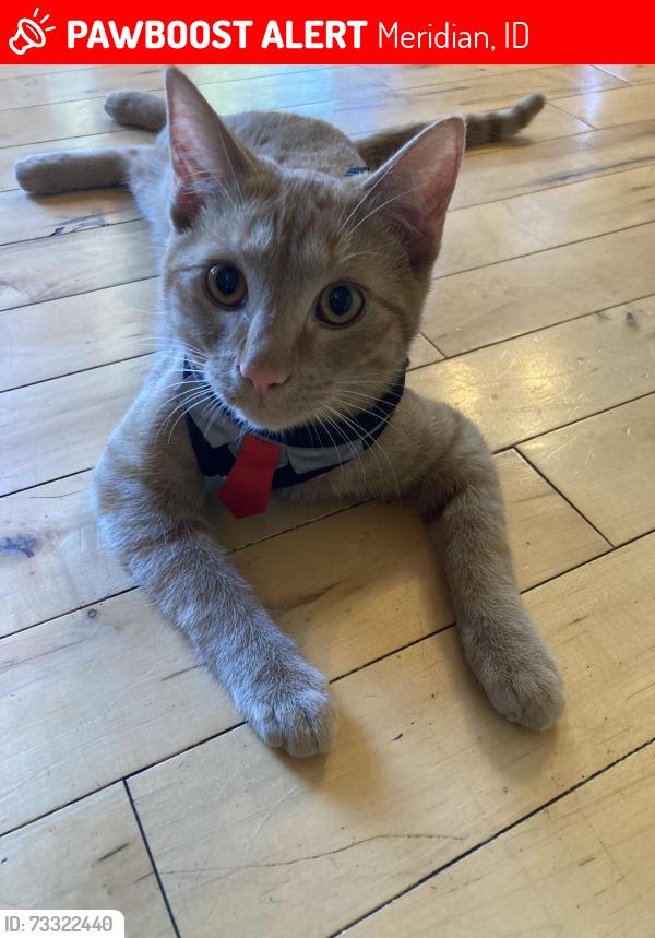 Lost Male Cat last seen locust Grove and overland, Meridian, ID 83642